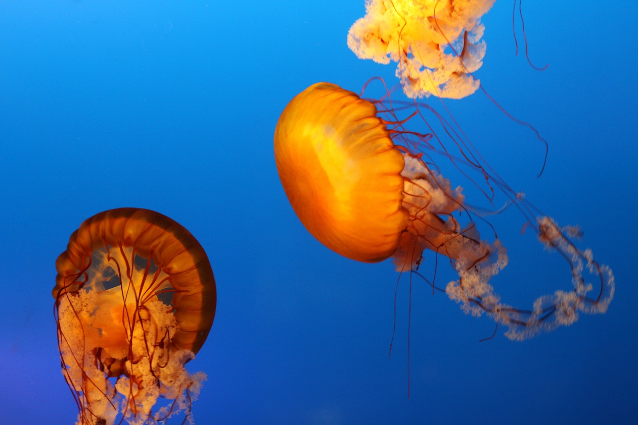 Vancouver Aquarium